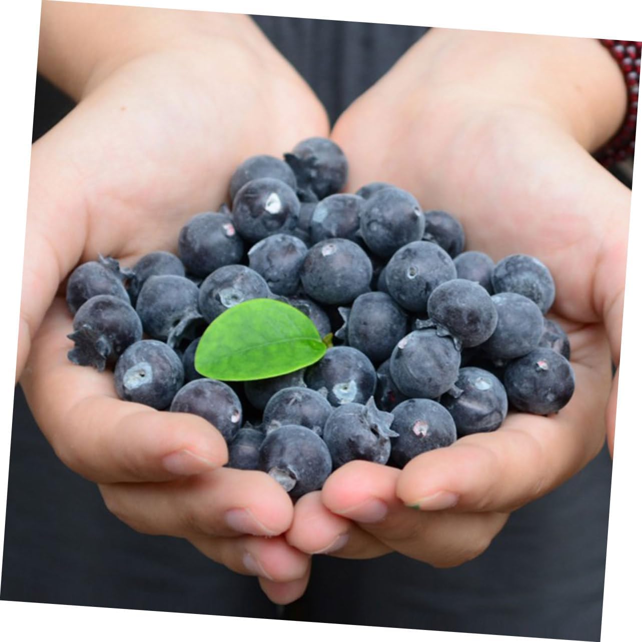 LIFKOME Realistic Foam Blueberries 24pcs Artificial Fruit Decor